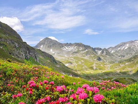 Almrausch in den Schladminger-Tauern