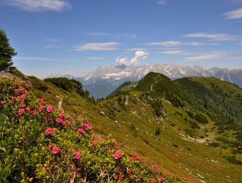 Almrausch auf einer Wanderung