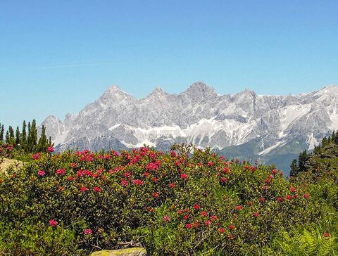 Almrausch mit Blick auf den Dachstein