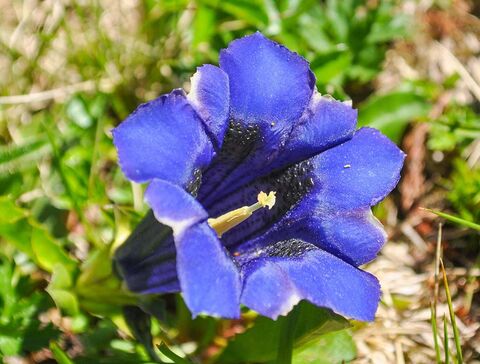 Ein strahlend blauer Enzian im Sonnenschein
