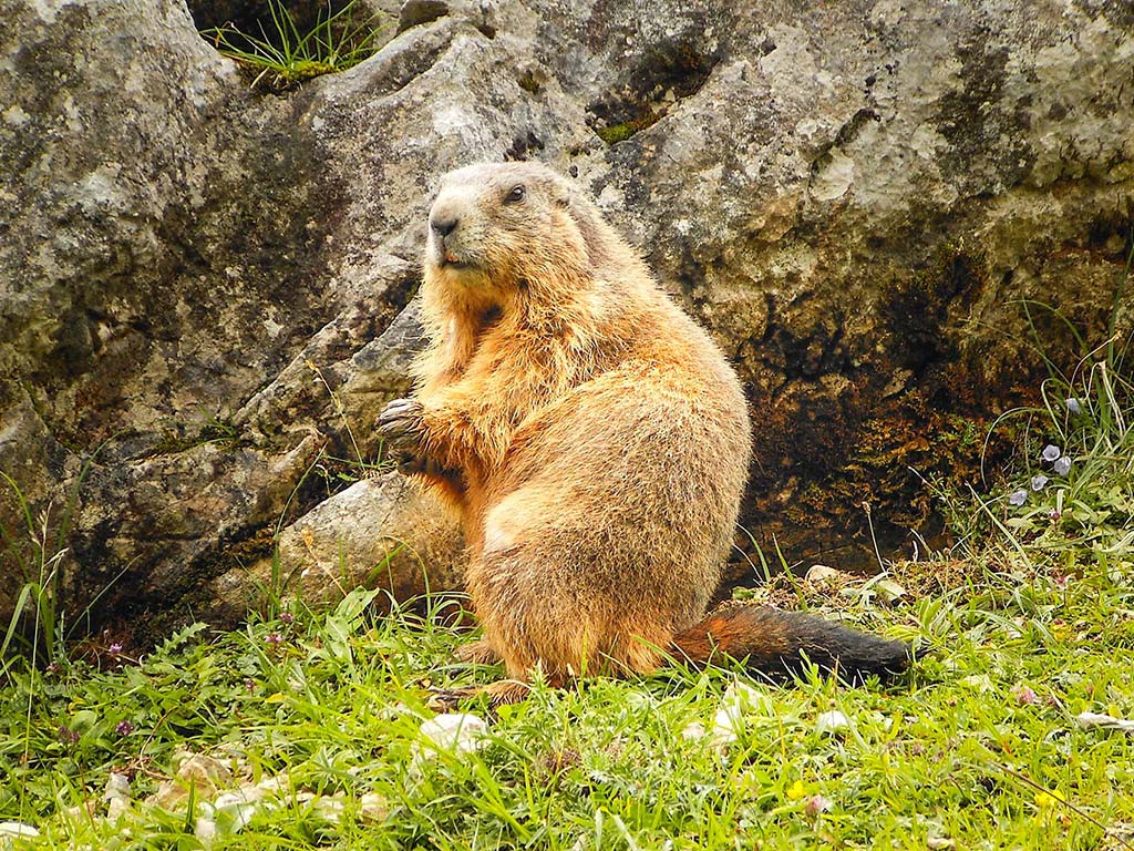 A curious groundhog/marmot