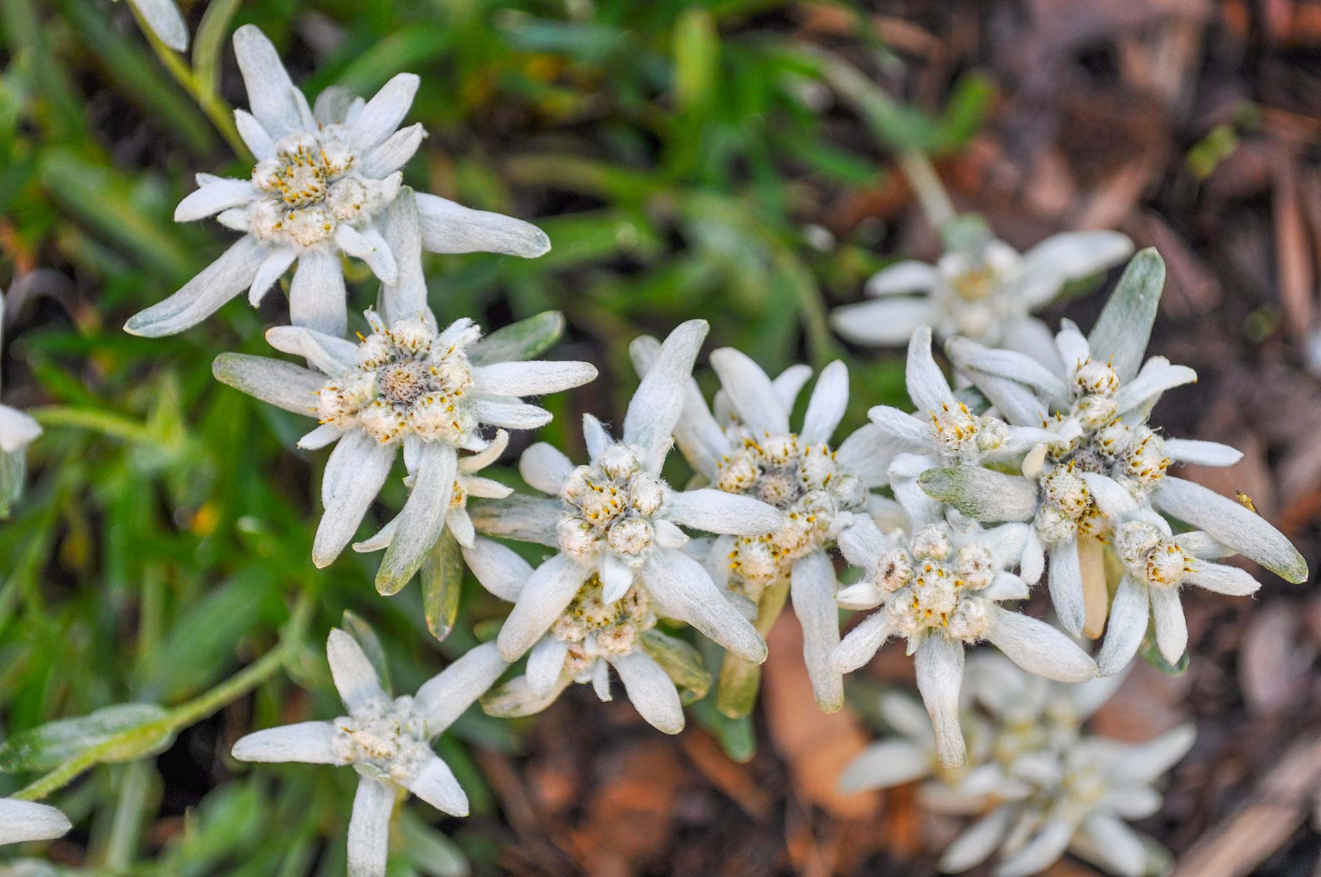 The famous and protected Edelweiss